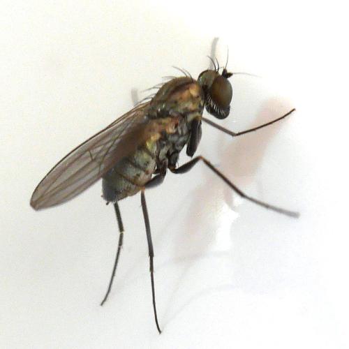 Medetera sp.